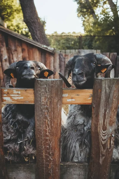 Bovinos Estáveis Ovelhas Curiosas Zoológico Natural Carneiros Pedigreed Engraçado Com — Fotografia de Stock