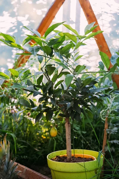 Fruktodling Växthusgård Naturlig Skörd Färsk Växande Citronträd Gryta Vistas Hothouse — Stockfoto