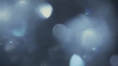 Gerçek mercek fişeği. Bulanık odaklı Bokeh daireleri. Koyu arkaplanda ışık hareket ediyor