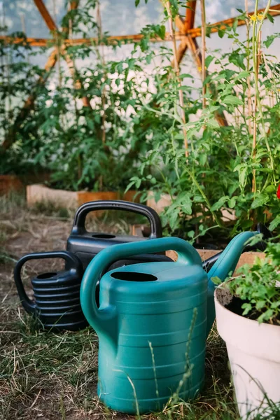 Mudas Estufa Coisas Irrigação Eco Jardinagem Várias Latas Rega Coloridas — Fotografia de Stock