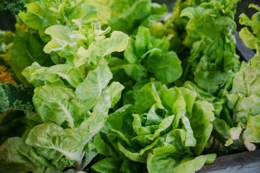 Lahana tohumu. Sera çiftliği. Doğal bahçıvanlık. Marul, gün ışığında kalasta yere dökülüyor..