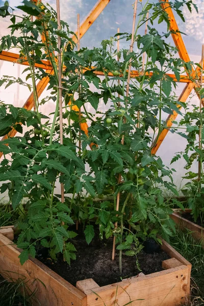 Tomato foliage. Greenhouse cultivation. Eco farming. Fresh growing vegetables plant in bed box hothouse daylight.