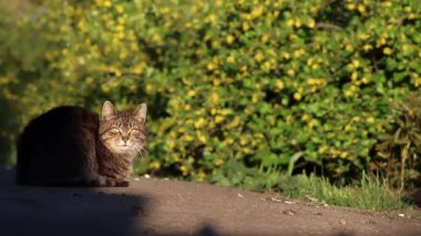 Gri kedi kalktı ve kameraya doğru koşmaya başladı..