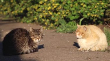Gri ve kırmızı kedi yan yana oturuyor..