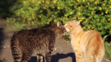 Gri ve kırmızı kedi burun buruna gelir..