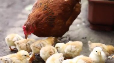 Tavuk açgözlülükle bir parça ekmeği gagalar, tavuklar etrafında koşar..