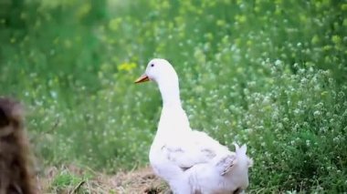 samanlıkta beyaz ördek yaprakları