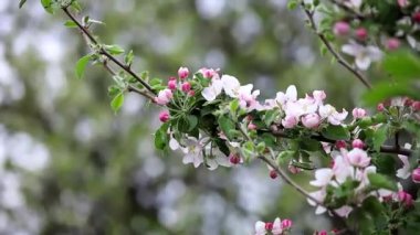 Rüzgarda sallanan elma çiçekleriyle dallar