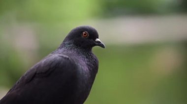 Göle bakan sıradan bir güvercine yakından bakın..