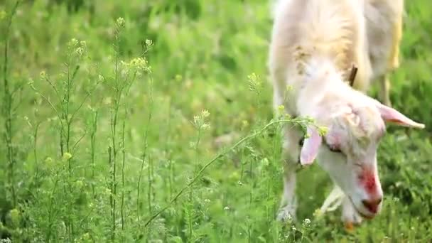 Een huisdier witte geit kauwt gras in een weiland — Stockvideo