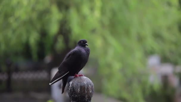 Taube sitzt auf einem eisernen Zaun vor der Kulisse grüner Bäume. — Stockvideo