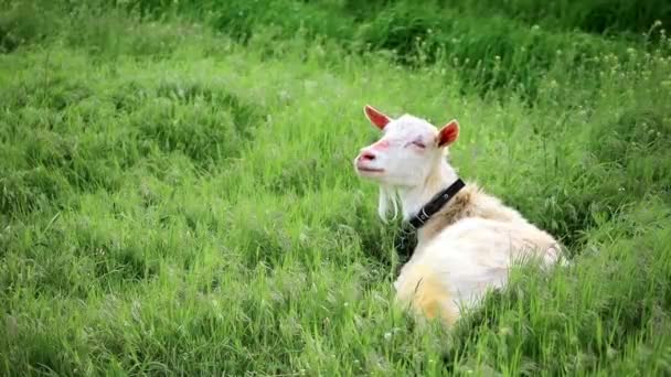 White homemade kazlar lies in the grass and turns her head — Stock Video