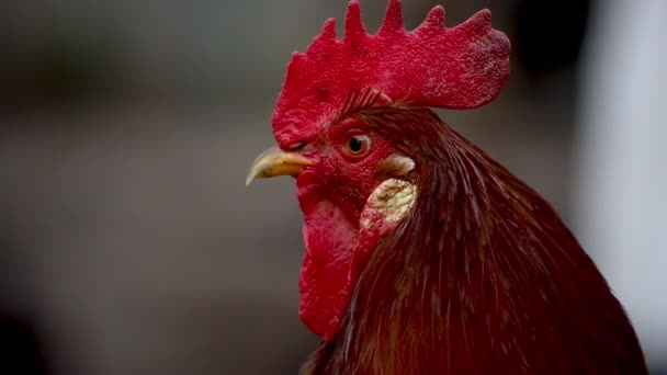 Close-up of a red with a tribal cock that turns its head — Stock Video