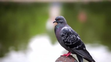 Gölün arka planında mavi bir güvercinin yakın çekimi..