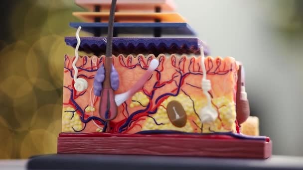 매크로 사진 피부의 레이아웃 플랜은 혈관을 보여 줍니다 — 비디오