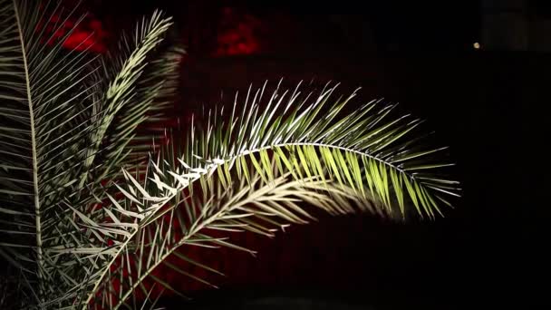 Las plantas están bellamente iluminadas desde abajo por la noche — Vídeos de Stock