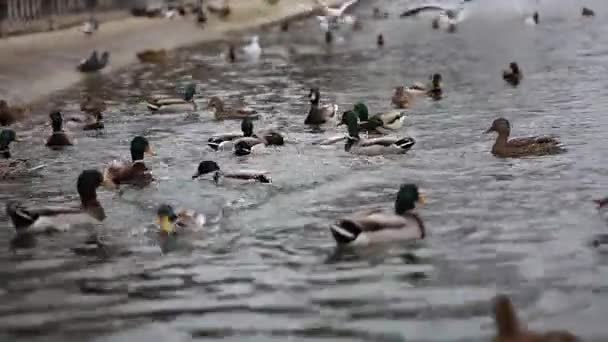 Uno stormo di anatre domestiche nuotano sul laghetto in autunno — Video Stock