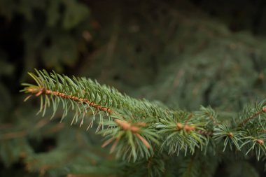 Parkta bir Noel ağacının dalları.
