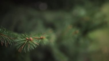 Parkta bir Noel ağacının dalları.