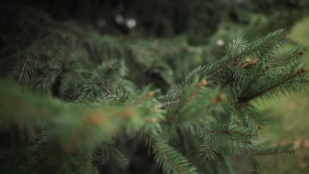 Raminhos de uma árvore de Natal no parque close-up — Vídeo de Stock