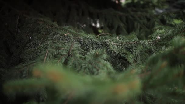 Rametti di un albero di Natale nel parco primo piano — Video Stock