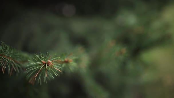 Zweige eines Weihnachtsbaums im Park in Großaufnahme — Stockvideo