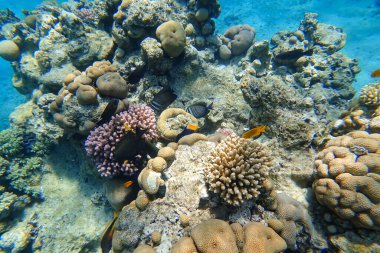 Kızıldeniz 'in inanılmaz sualtı dünyası farklı renklerde tropikal balıklar mercan yakınında yiyecek topluyor.