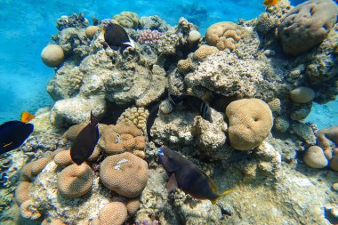 Kızıl Deniz 'in inanılmaz sualtı dünyası yiyecek aramak için mercanların içinde yüzüyor.