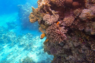 Kızıl Deniz 'in inanılmaz sualtı dünyası Güneş ışınlarının üzerine düştüğü büyük renkli tropikal balıkların yakınında yüzüyor.