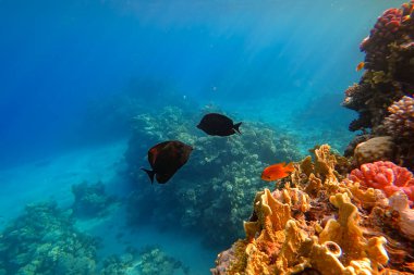 Kızıl Deniz 'in inanılmaz sualtı dünyası renkli mercanların yanında güneş ışınlarının aydınlattığı bir balık sürüsü yüzüyor.