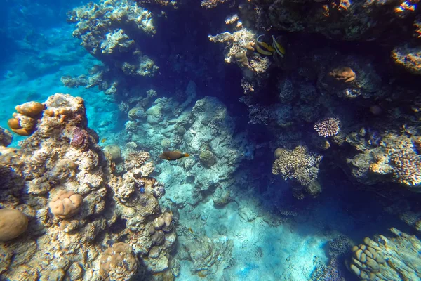 Удивительный Подводный Мир Красного Моря Красивые Тропические Рыбы Плавают Вдалеке — стоковое фото