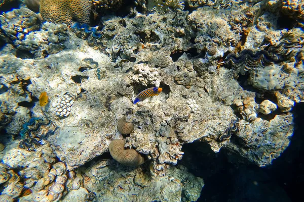 Amazing Underwater World Red Sea Beautiful Tropical Fish Swim Distance — Stock Photo, Image