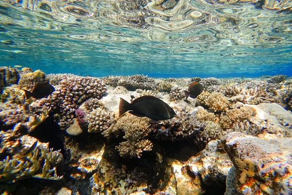 Amazing Underwater World Red Sea Tropical Fish Swim Surface Beautiful — Stock Photo, Image