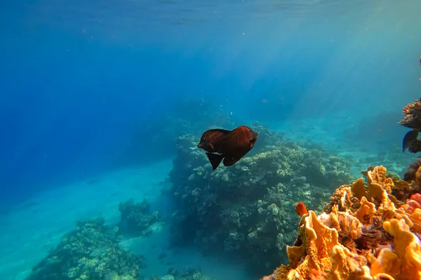 Die Erstaunliche Unterwasserwelt Des Roten Meeres Neben Den Farbenfrohen Korallen — Stockfoto
