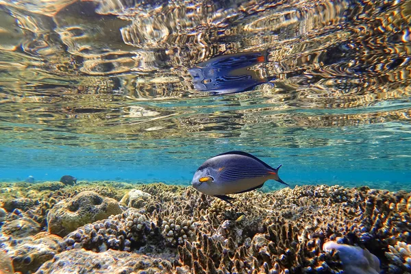 Kızıl Deniz 'in inanılmaz sualtı dünyası yüzeyin altında mercan yakınında tehlikeli balık cerrahları yüzüyor.