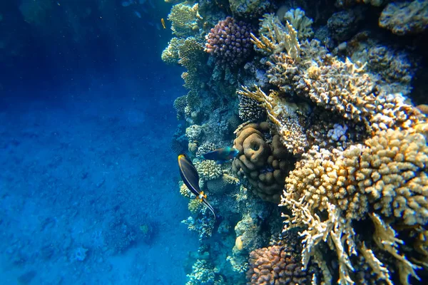 Erstaunliche Unterwasserwelt Des Roten Meeres Schöne Aber Gefährliche Fische Chirurg — Stockfoto