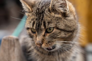 Gri ev kedisi başka yere bakıyor.