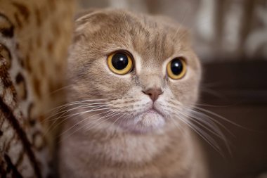 Sarı kulaklı kedinin gözlerine yaklaş.