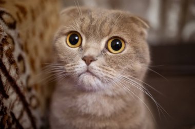 Sarı kulaklı kedinin gözlerine yaklaş.