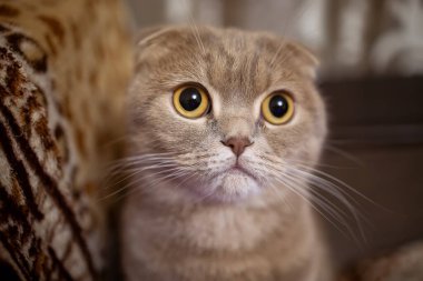 Sarı kulaklı kedinin gözlerine yaklaş.