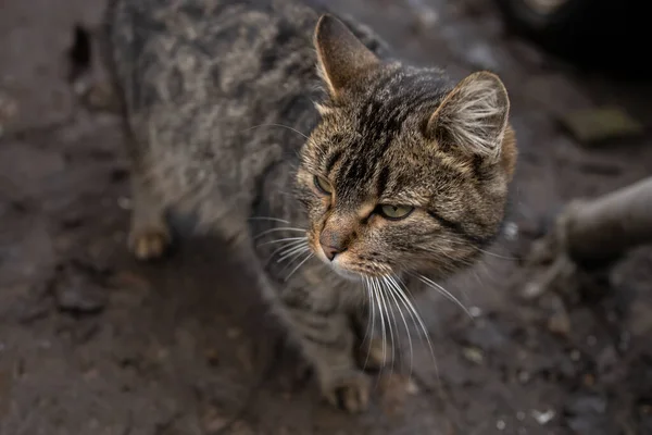 Chat Domestique Gris Court Sur Route — Photo