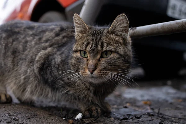 灰色の家の猫が隠れて待ってる — ストック写真