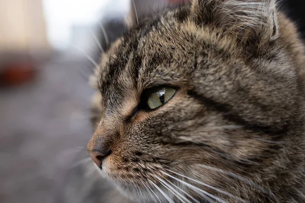 Close Dos Olhos Gato Doméstico Cinza — Fotografia de Stock