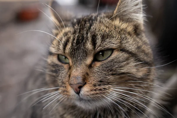 灰色の国内猫クローズアップの頭 — ストック写真