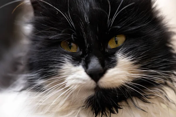 黒猫と白猫の黄色い目のクローズアップ — ストック写真