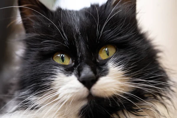 黒猫と白猫の黄色い目のクローズアップ — ストック写真