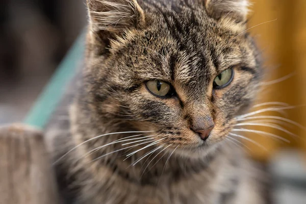 Grey House Cat Looks Away — Stockfoto