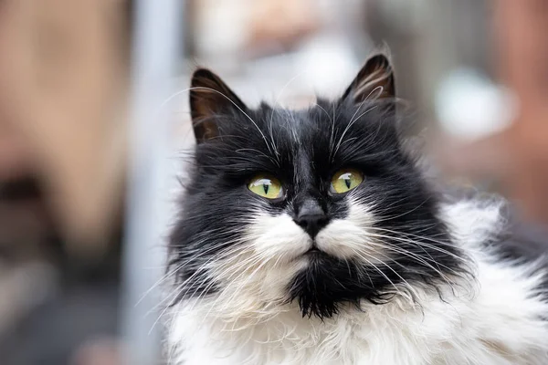 Fechar Olhos Amarelos Gato Preto Branco Que Parece Reto — Fotografia de Stock