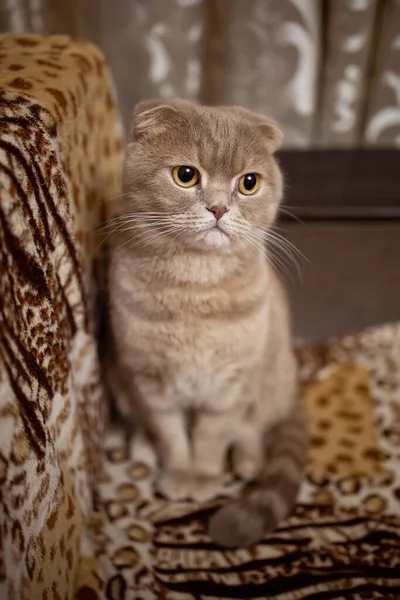 Beau Chat Aux Cheveux Roux Aux Oreilles Bouclées Sur Canapé — Photo