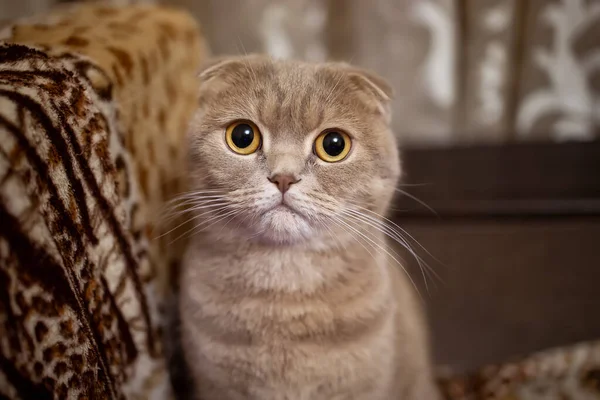 Närbild Falsad Katt Med Vackra Gula Ögon — Stockfoto